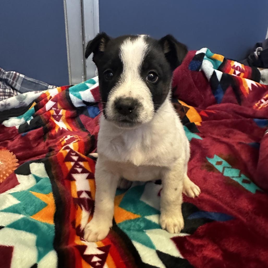 Enlarge Tater, a Adoptable mixed breed in Great Falls, MT image 2/5