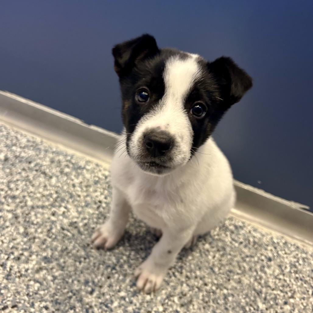 Enlarge Tater, a Adoptable mixed breed in Great Falls, MT image 3/5