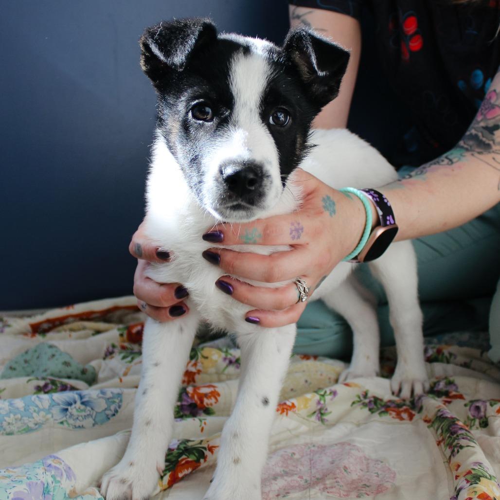 Enlarge Tater, a Adoptable mixed breed in Great Falls, MT image 4/5