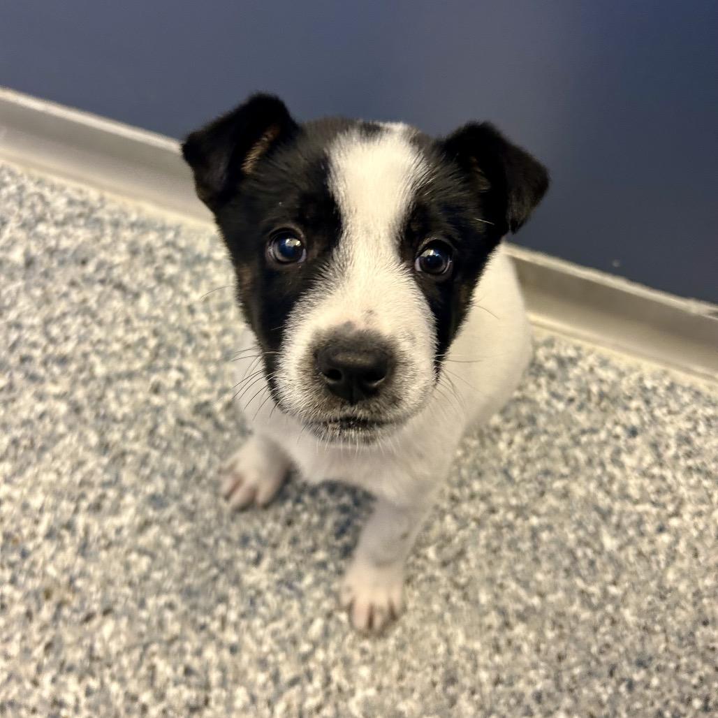 Enlarge Tater, a Adoptable mixed breed in Great Falls, MT image 5/5