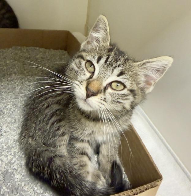 Enlarge Ginny, a Adopted Domestic Short Hair in Reisterstown, MD image 1/1