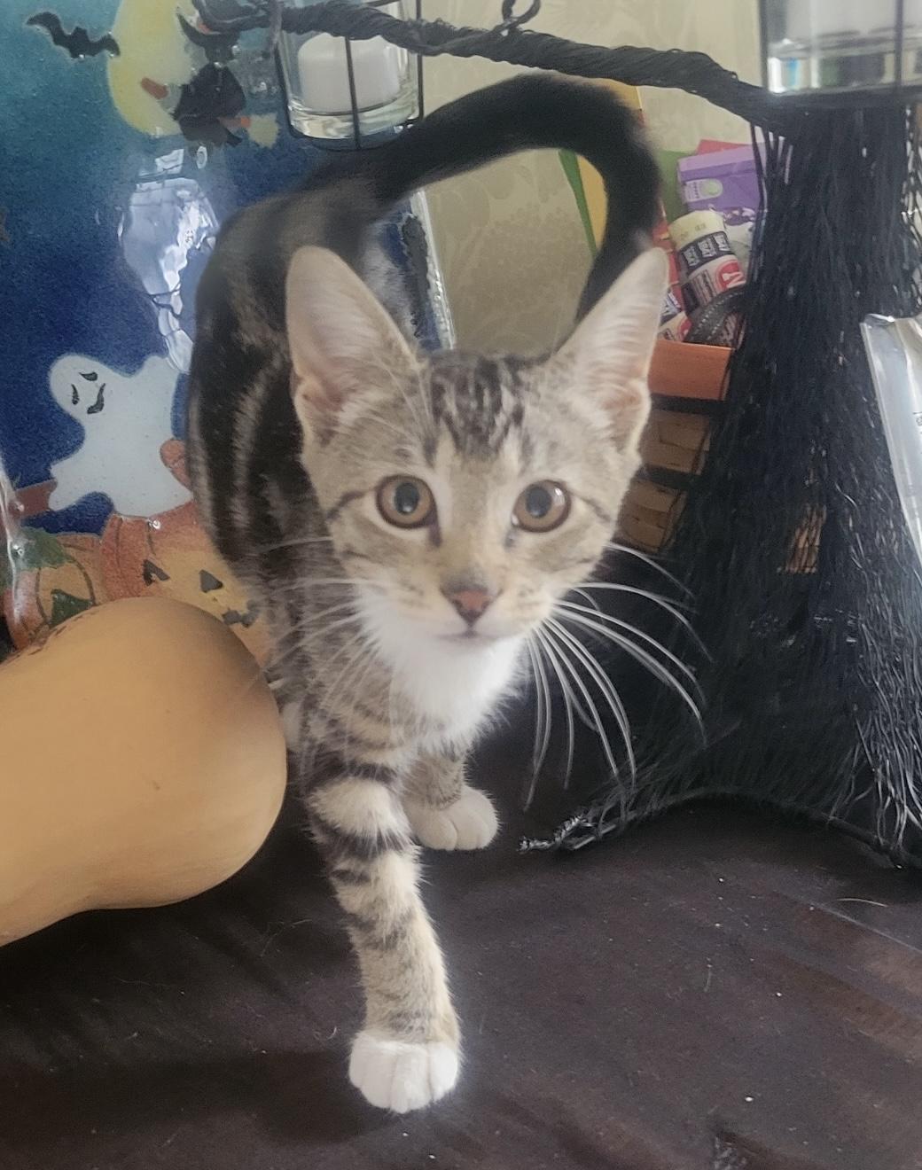 Chester, an adopted Domestic Short Hair in East Hanover, NJ image 1/3