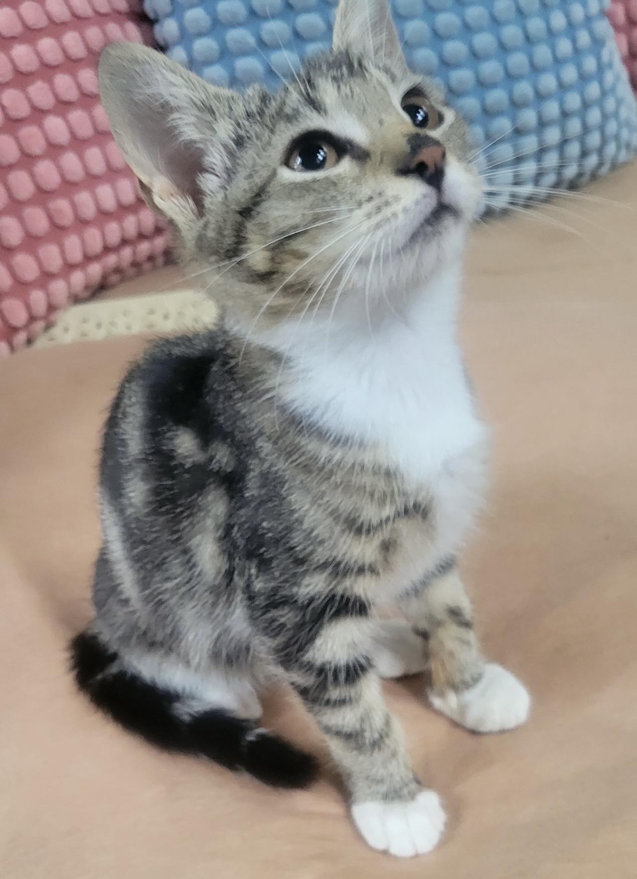 Chester, an adopted Domestic Short Hair in East Hanover, NJ image 2/3