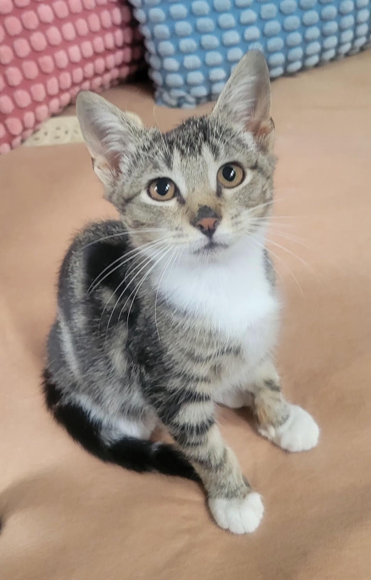 Chester, an adopted Domestic Short Hair in East Hanover, NJ image 3/3