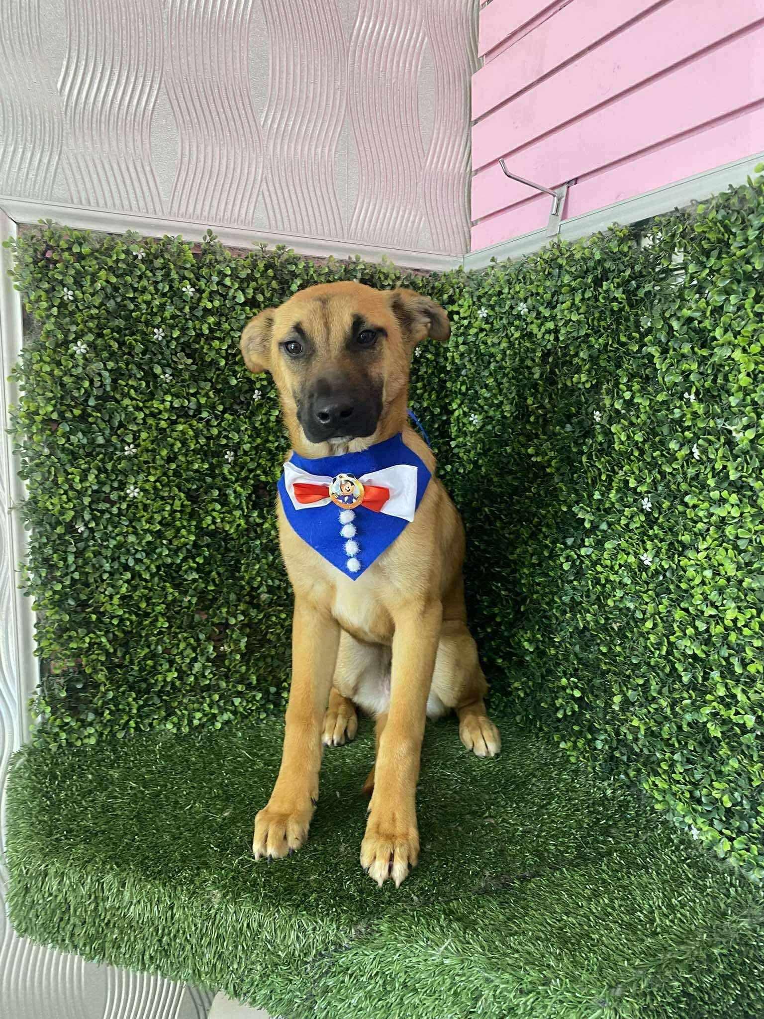 Enlarge Wolfie, a Adoptable Mixed Breed in Puyallup, WA image 5/6