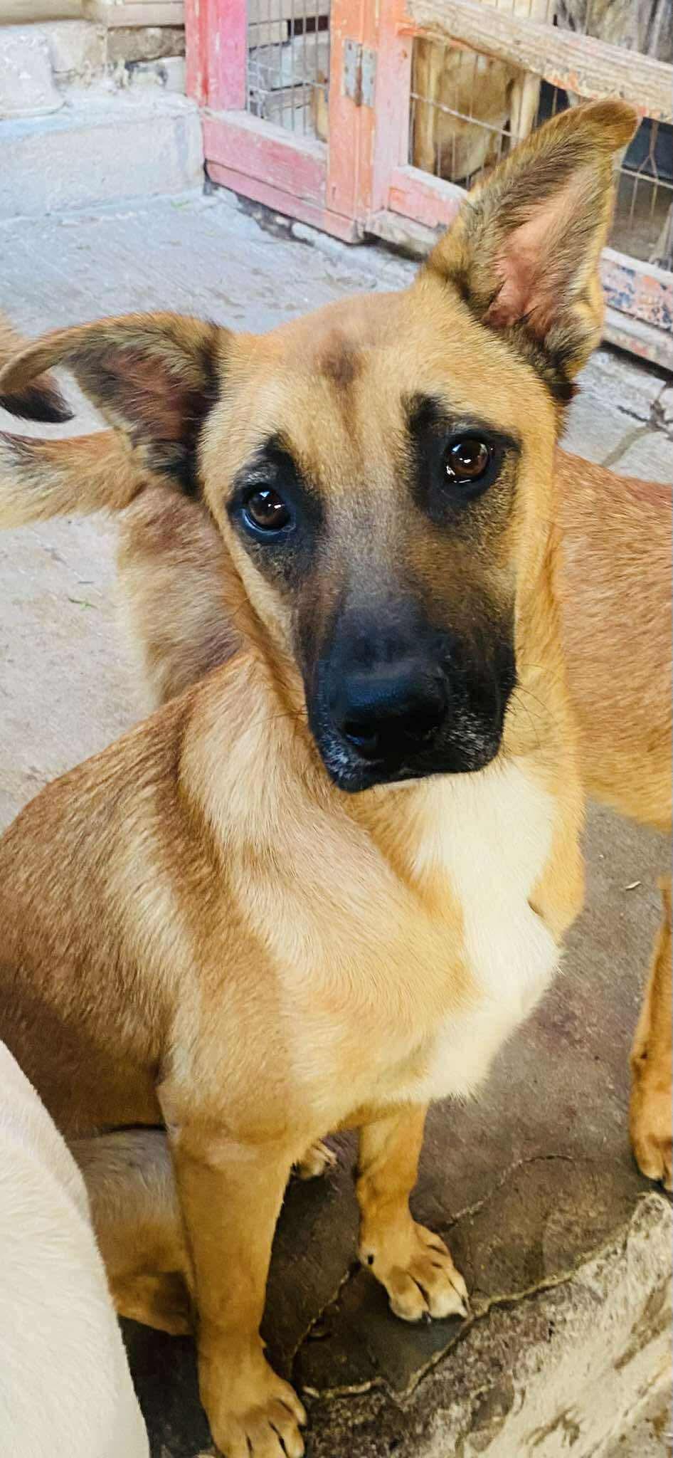 Enlarge Wolfie, a Adoptable Mixed Breed in Puyallup, WA image 2/6