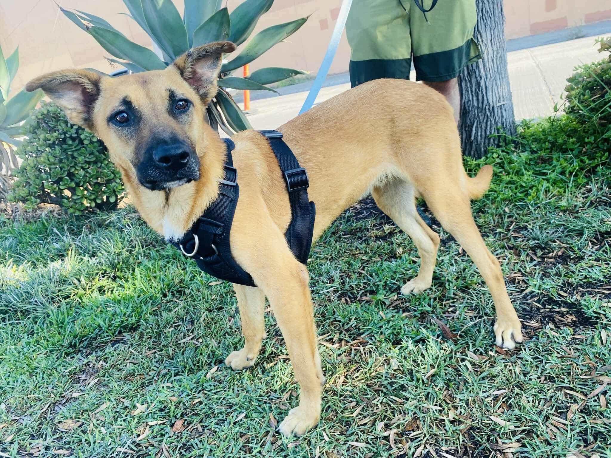 Enlarge Wolfie, a Adoptable Mixed Breed in Puyallup, WA image 4/6