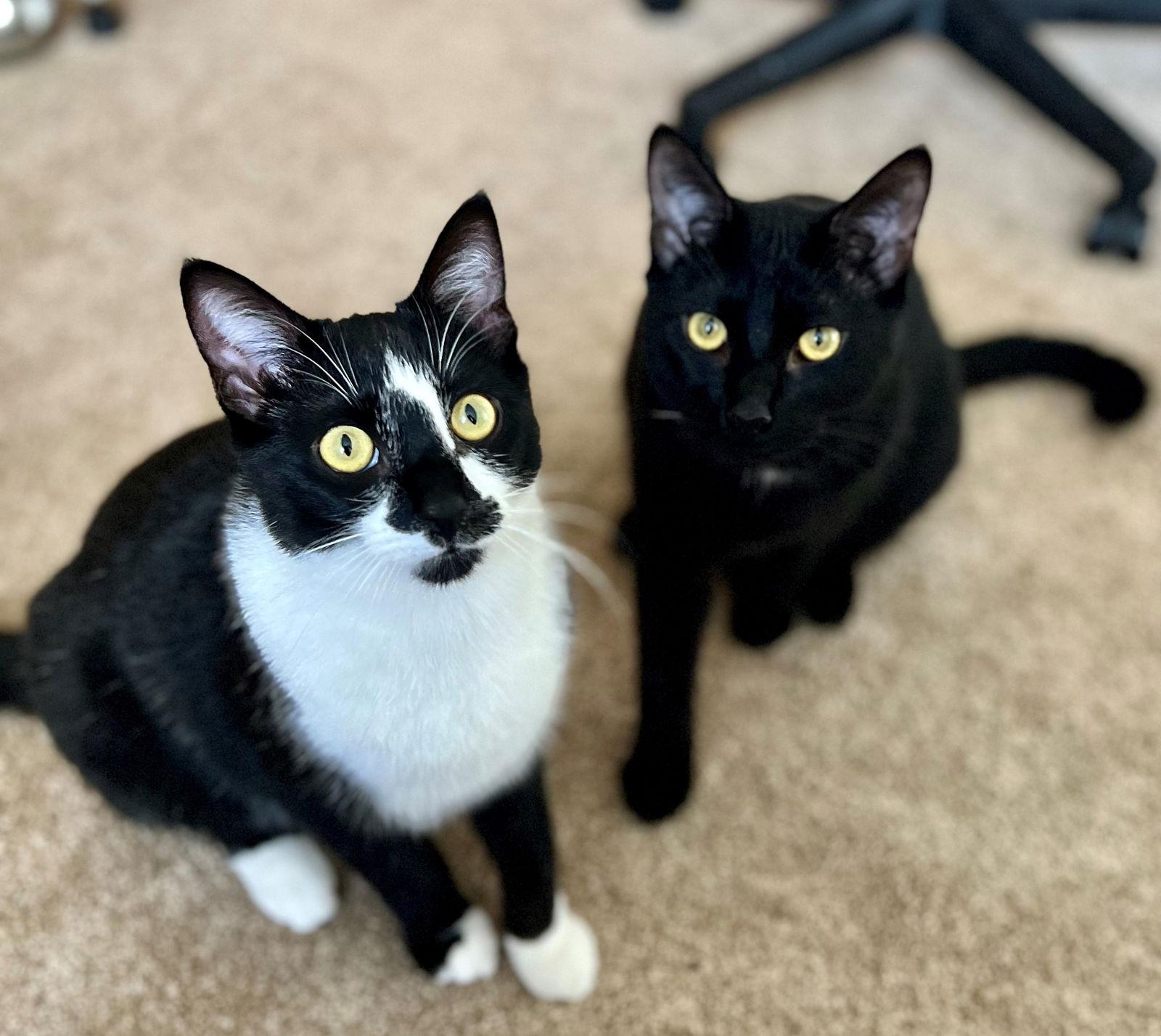 Pasta: Penne, Adoptable, Kitten Male Tuxedo.