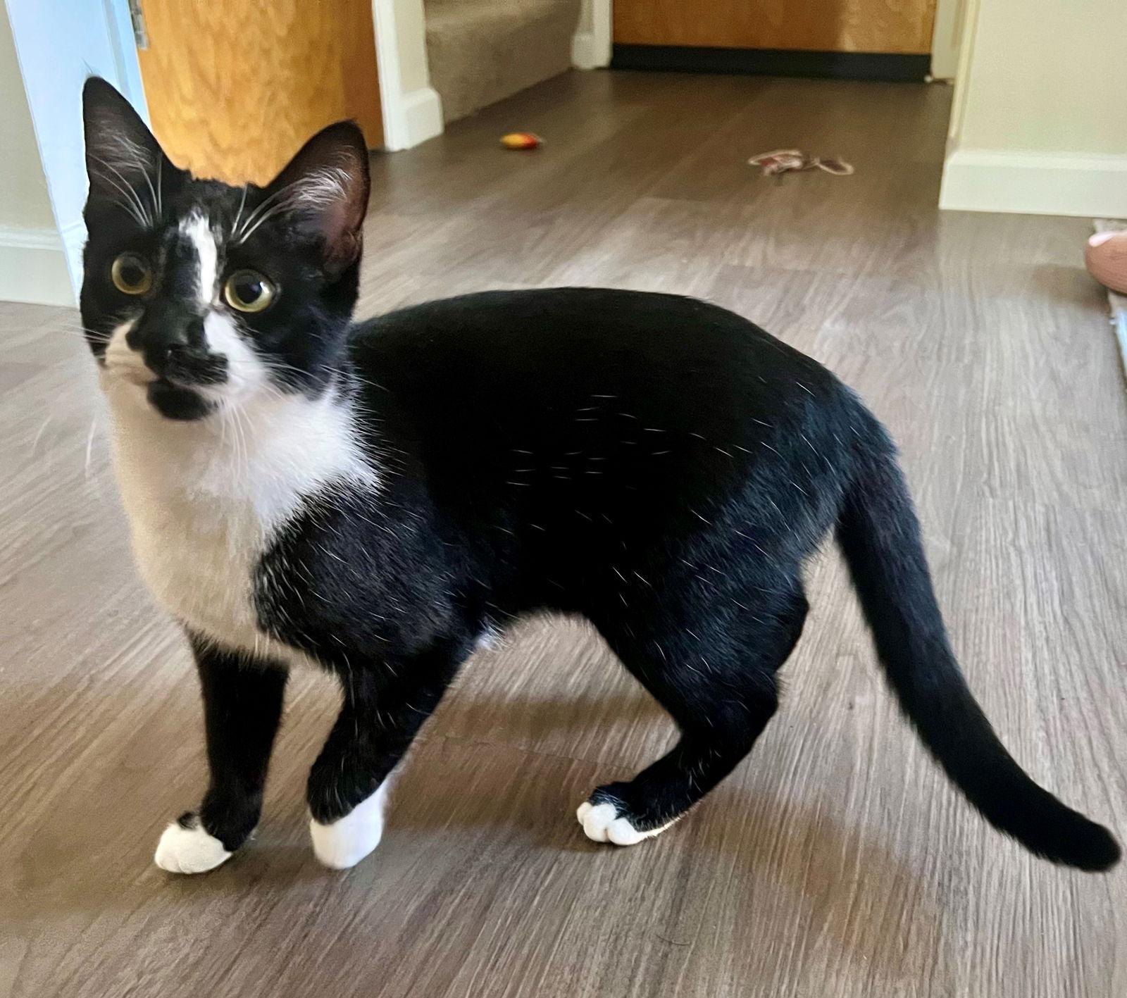 Pasta: Penne, a Adoptable Tuxedo in Palo Alto, CA image 1/3