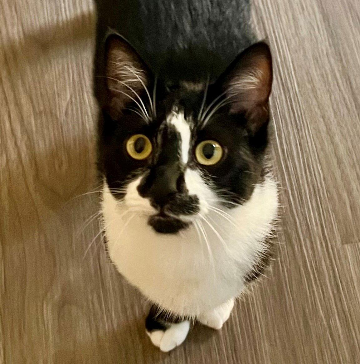 Pasta: Penne, a Adoptable Tuxedo in Palo Alto, CA image 2/3