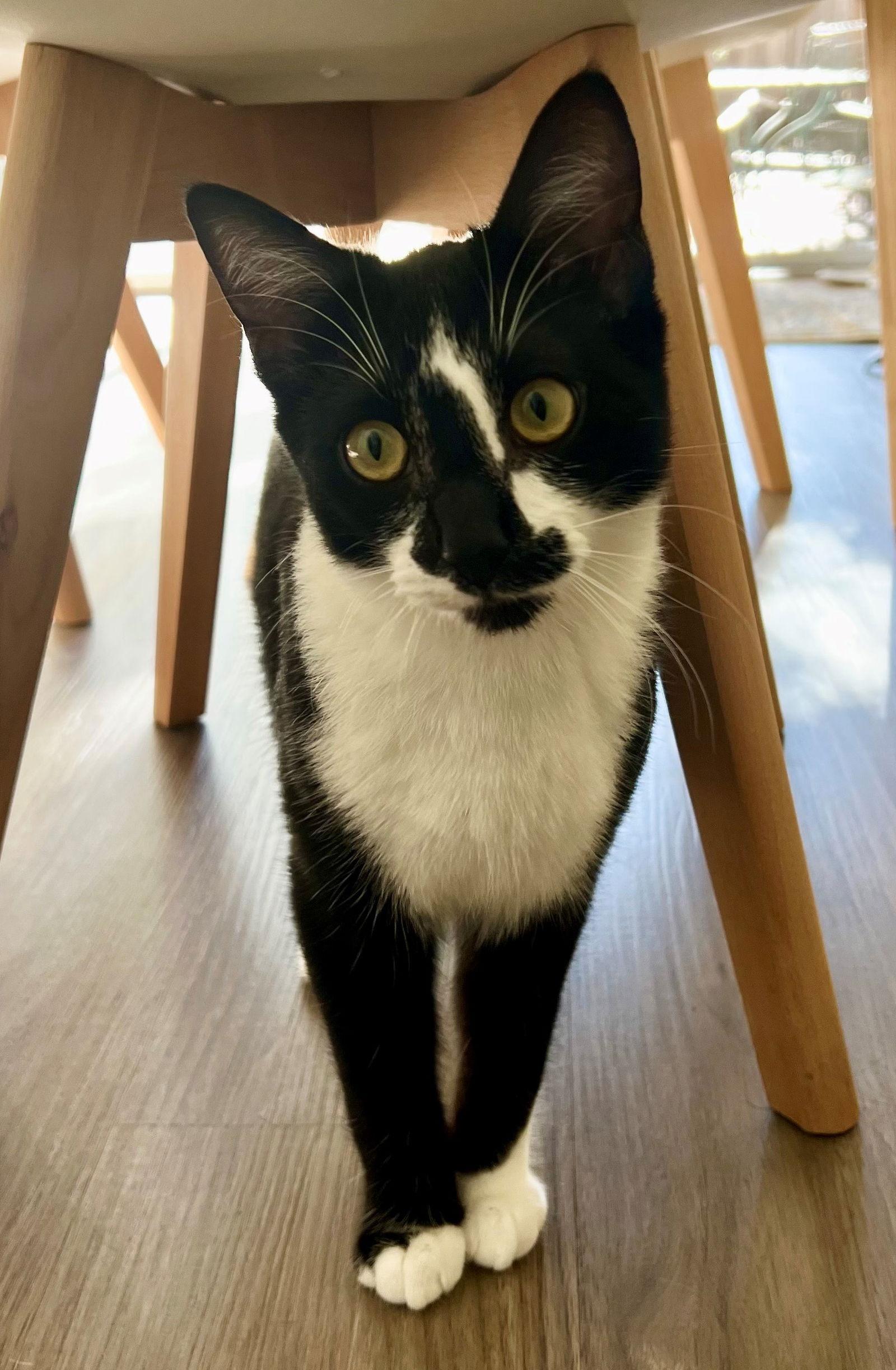 Pasta: Penne, a Adoptable Tuxedo in Palo Alto, CA image 3/3