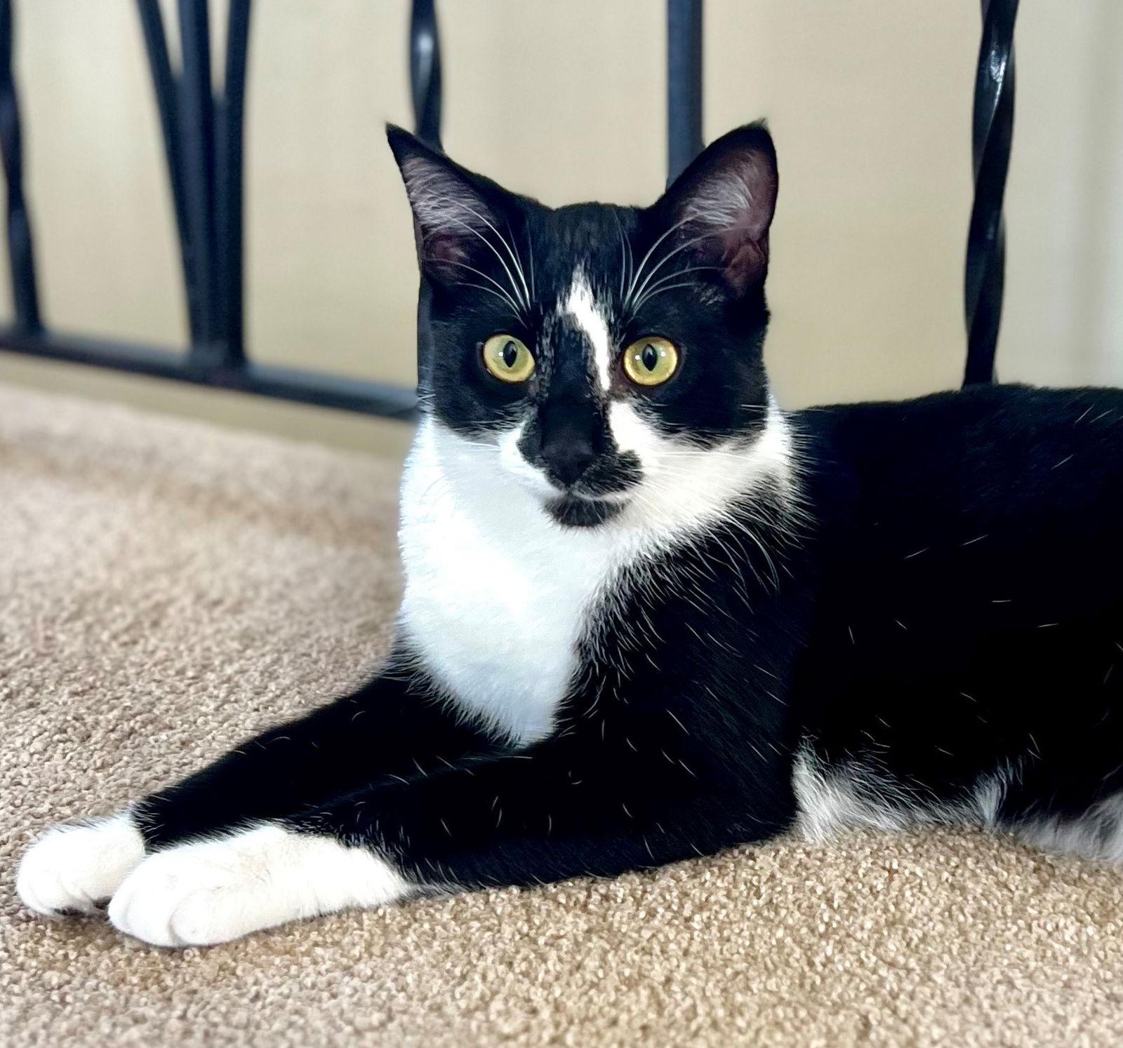 Enlarge Penne, a Adoptable Tuxedo in Palo Alto, CA image 2/3