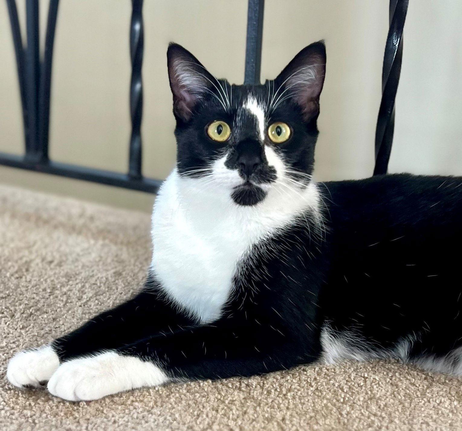 Enlarge Penne, a Adoptable Tuxedo in Palo Alto, CA image 3/3