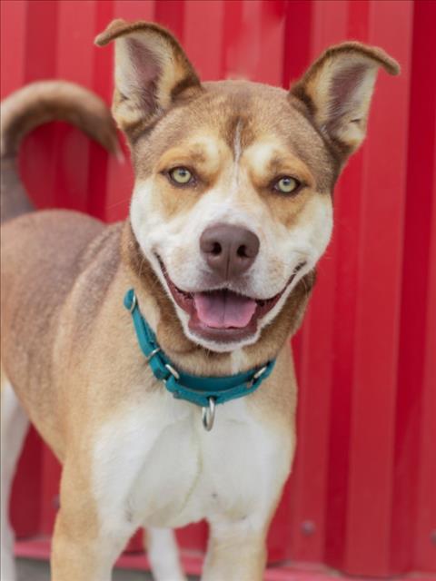 THOR, Adoptable, Adult Male Pit Bull Terrier & Siberian Husky.