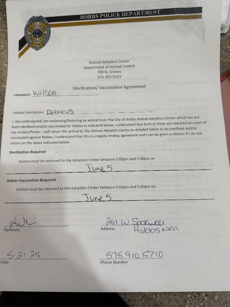 Atreus, Adoptable, Adult Male Domestic Short Hair.