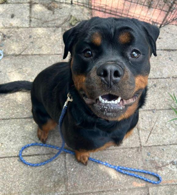 Ryder, a Adopted Rottweiler in Providence, RI image 2/2