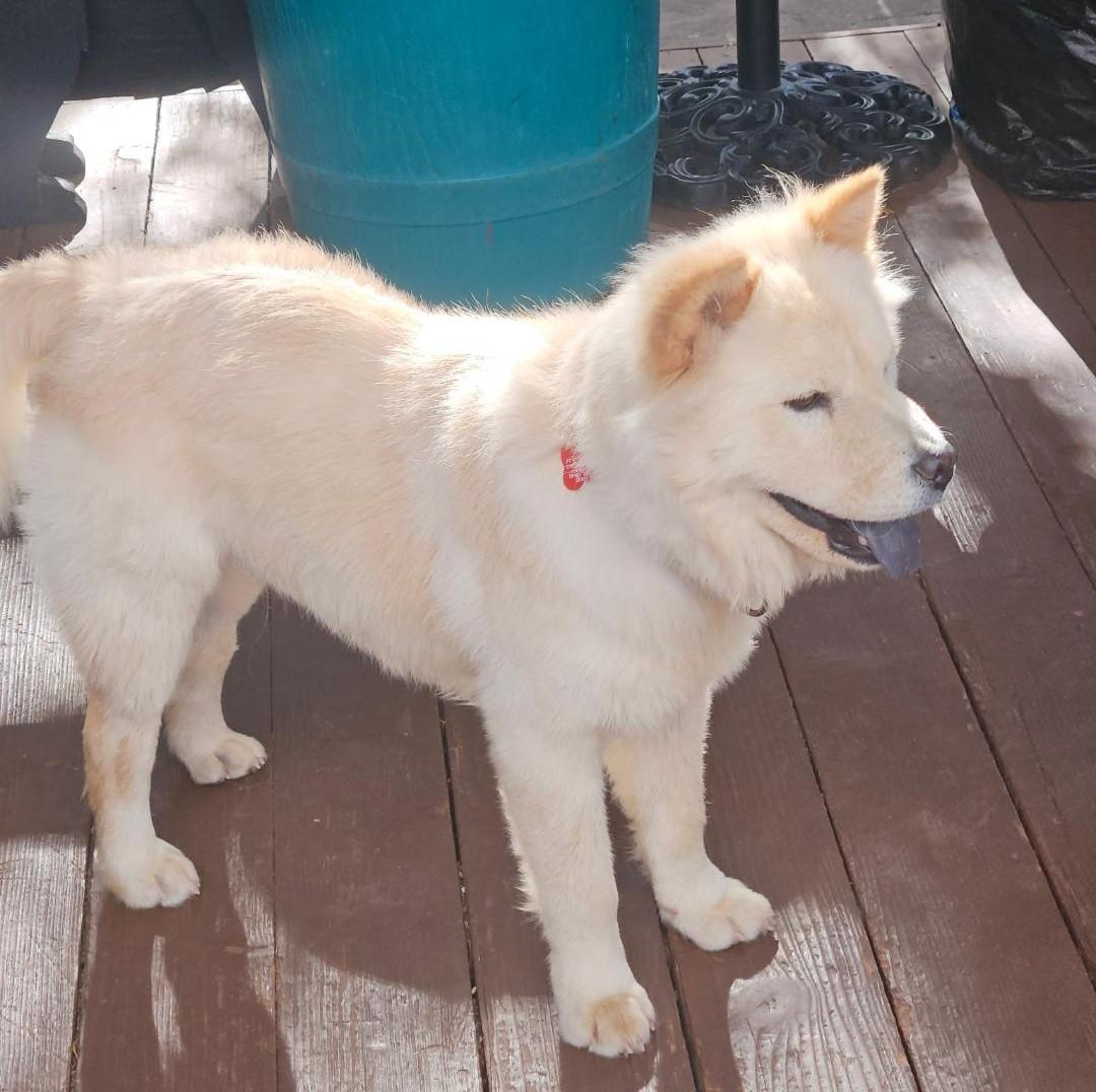 Sunny, a Adoptable mixed breed in Sacramento, CA image 1/4