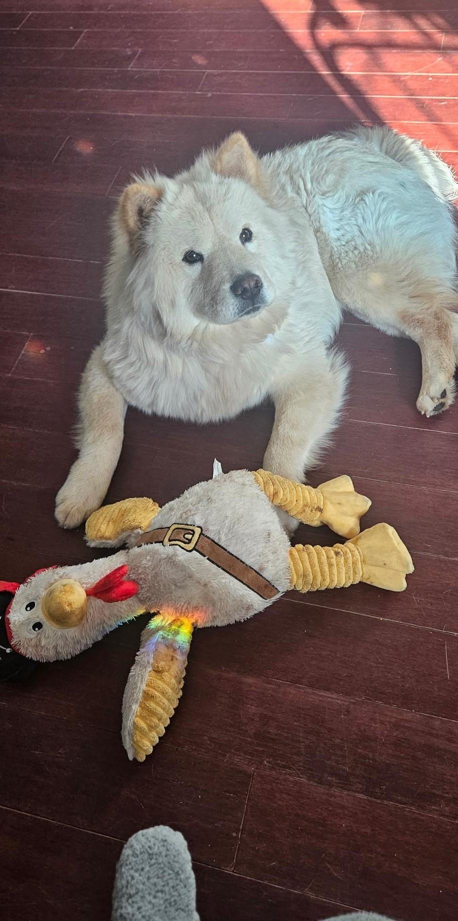 Sunny, Adoptable, Young Male Chow Chow.