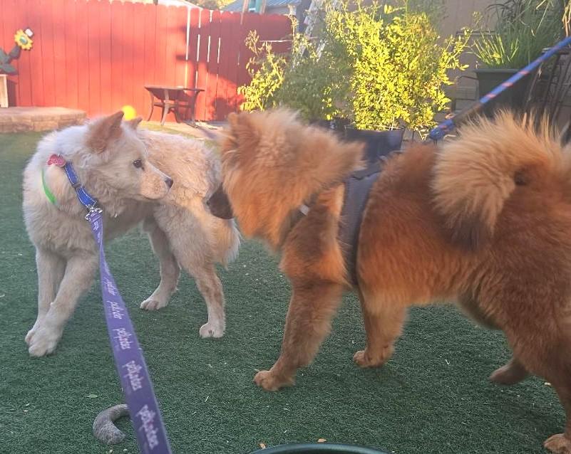 Sunny, a Adoptable mixed breed in Sacramento, CA image 3/4