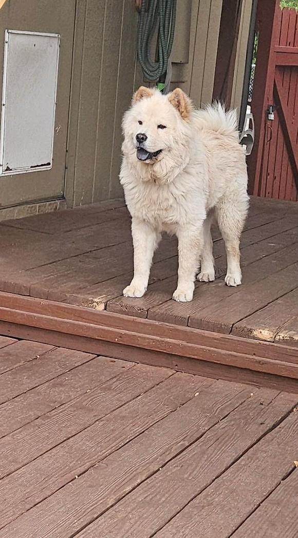 Sunny, a Adoptable mixed breed in Sacramento, CA image 4/4