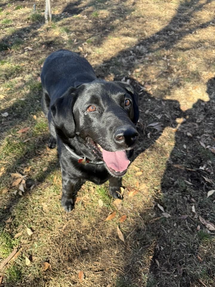 Enlarge Murdoch, a ADOPTABLE Labrador Retriever in Albuquerque, NM image 1/1