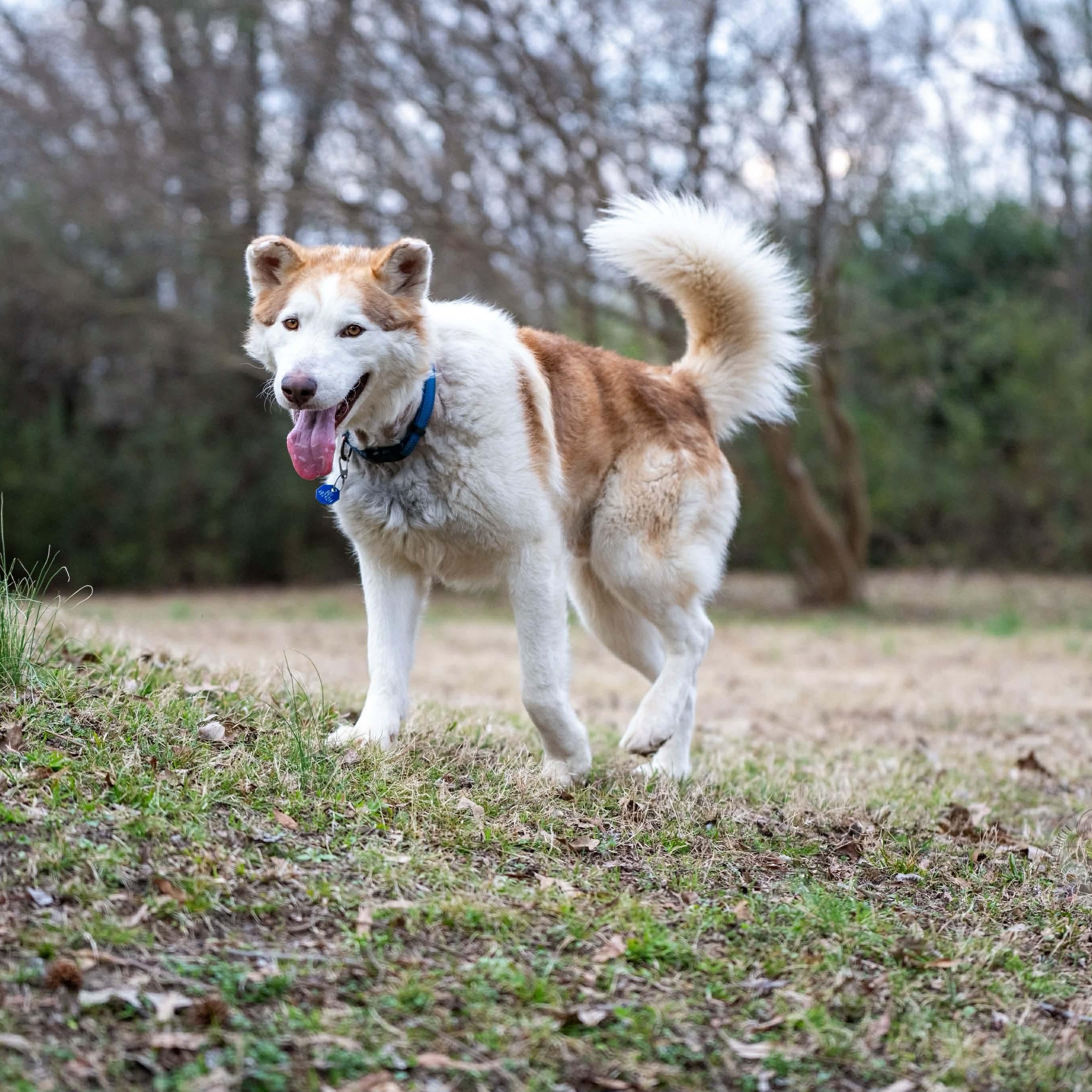 Enlarge Timber, a ADOPTABLE mixed breed in Brentwood, TN image 4/6