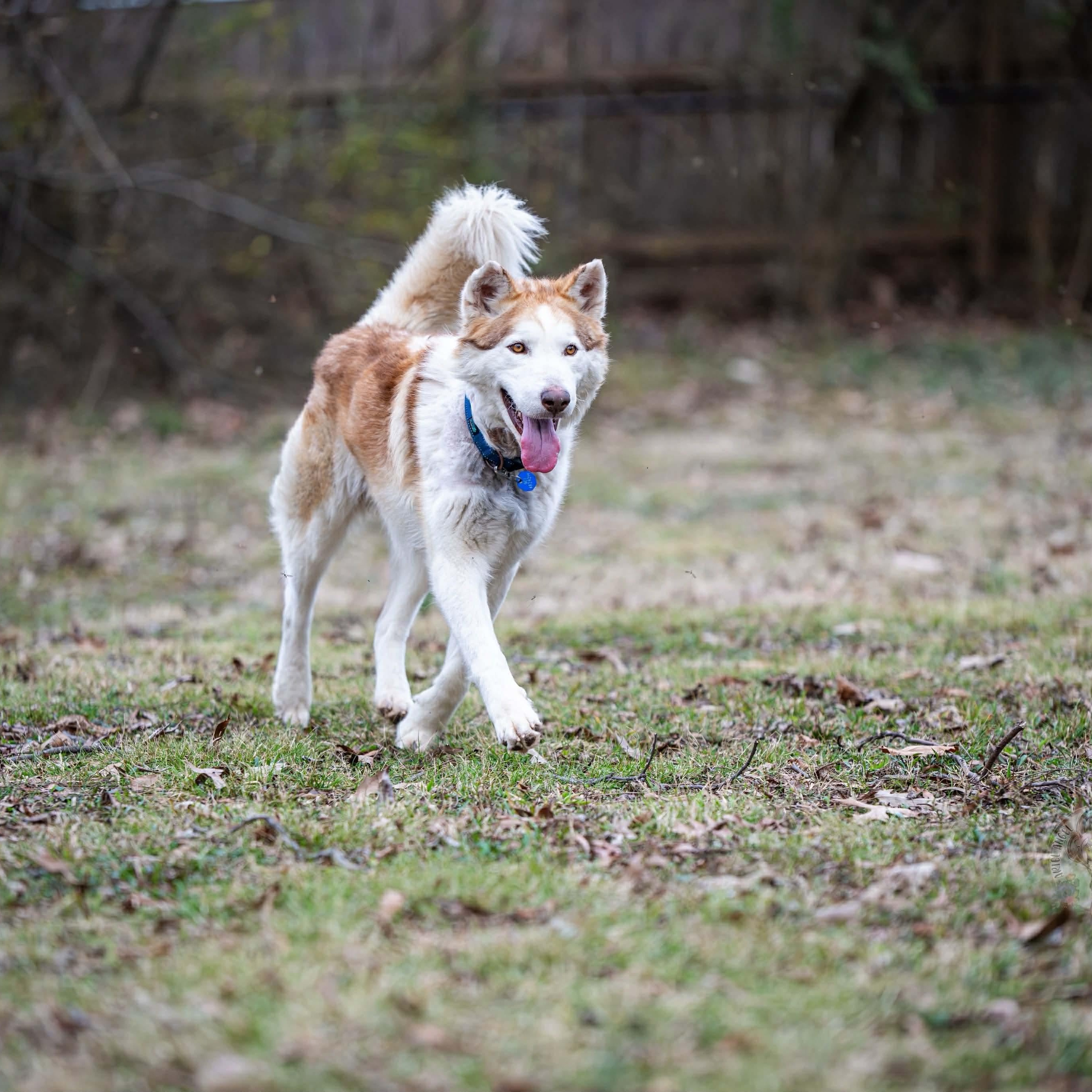 Enlarge Timber, a ADOPTABLE mixed breed in Brentwood, TN image 3/6