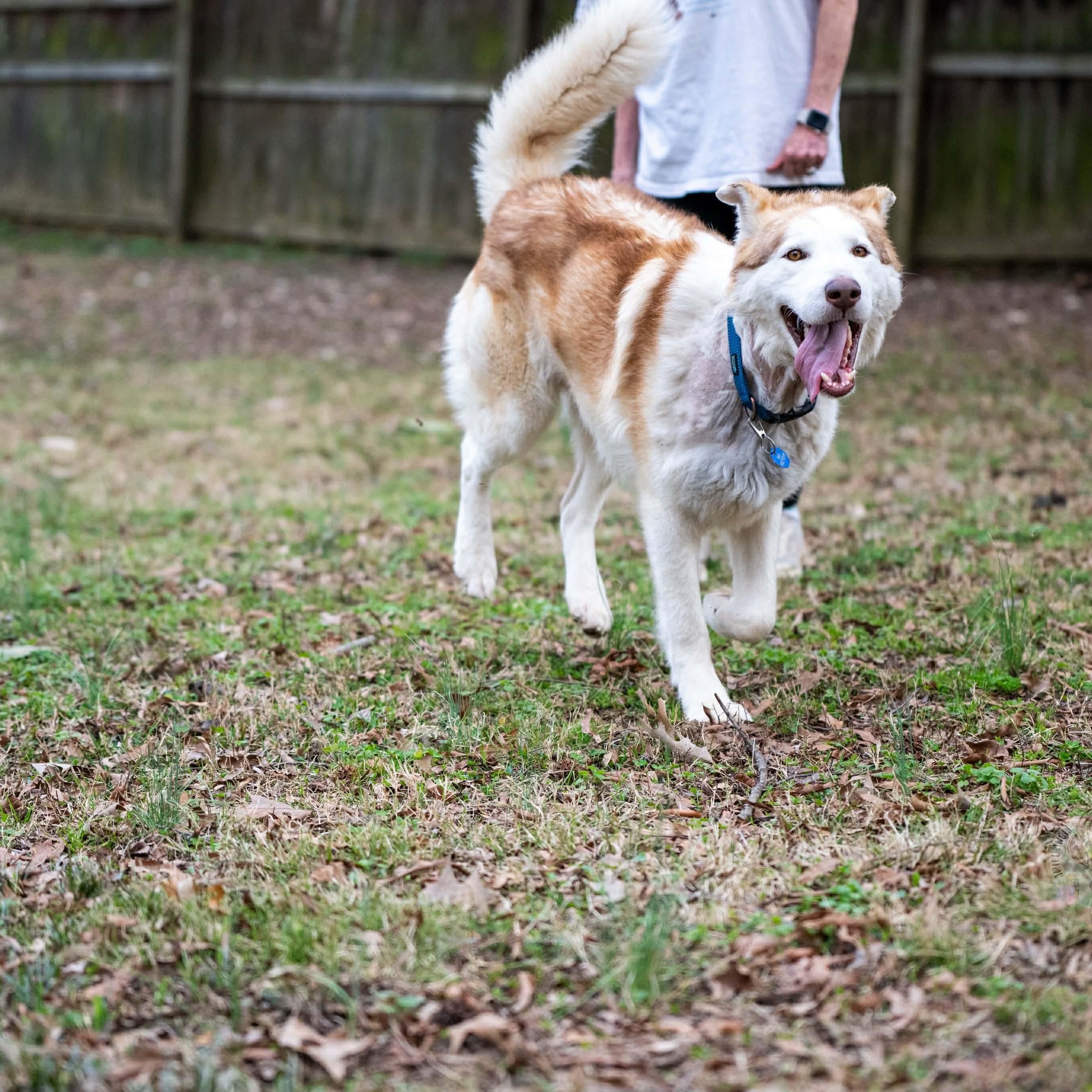 Enlarge Timber, a ADOPTABLE mixed breed in Brentwood, TN image 5/6