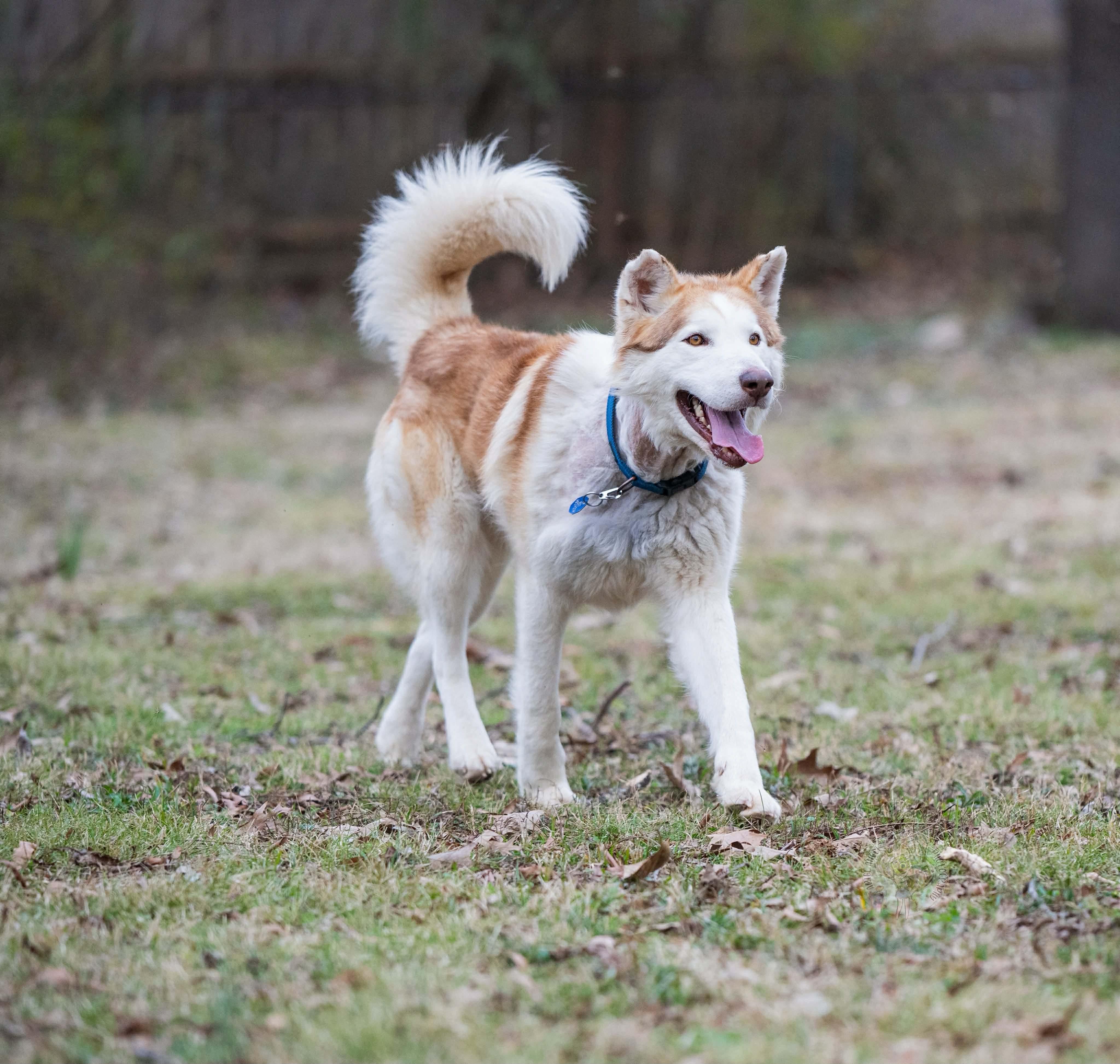 Enlarge Timber, a ADOPTABLE mixed breed in Brentwood, TN image 6/6