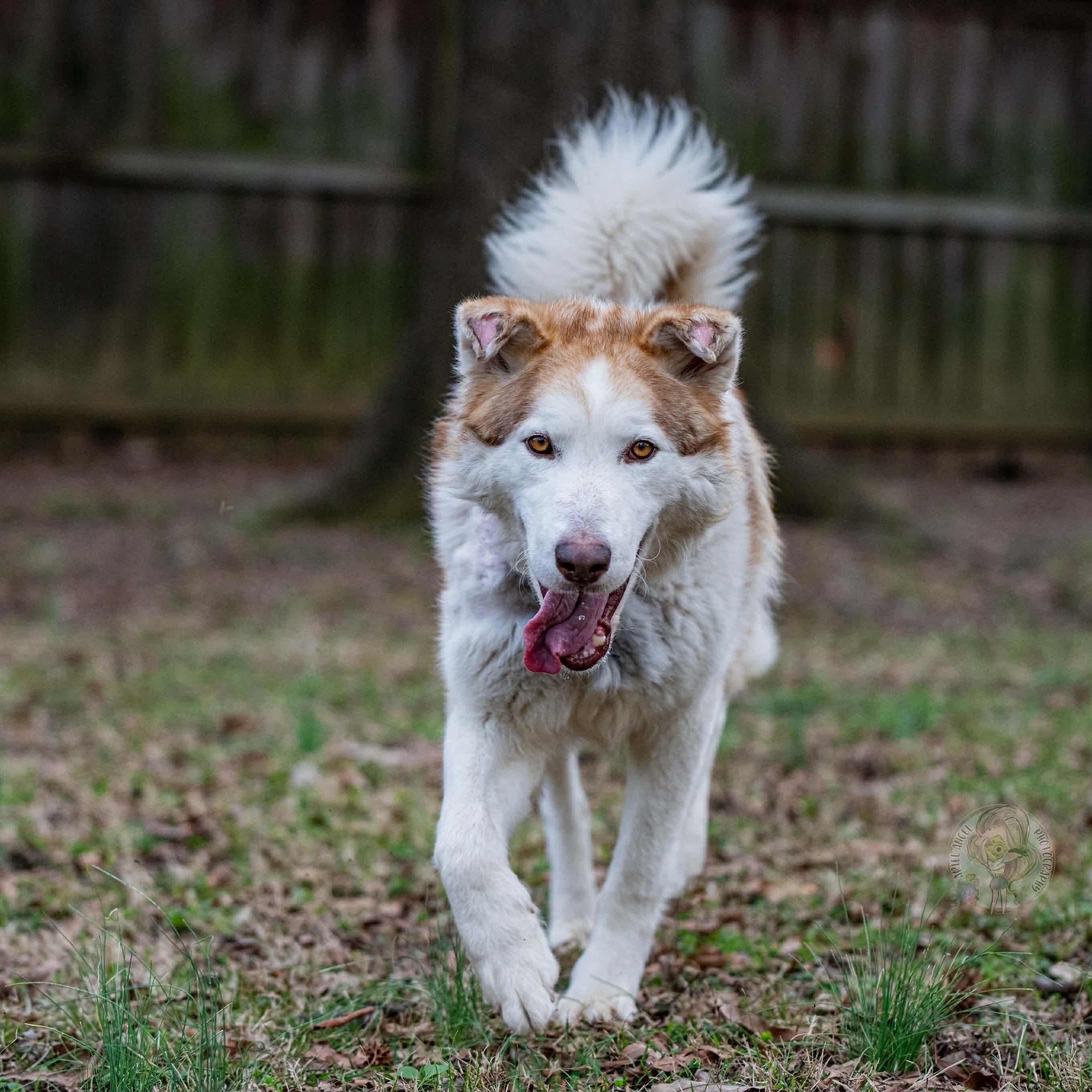 Timber, ADOPTABLE, Young Male Siberian Husky.