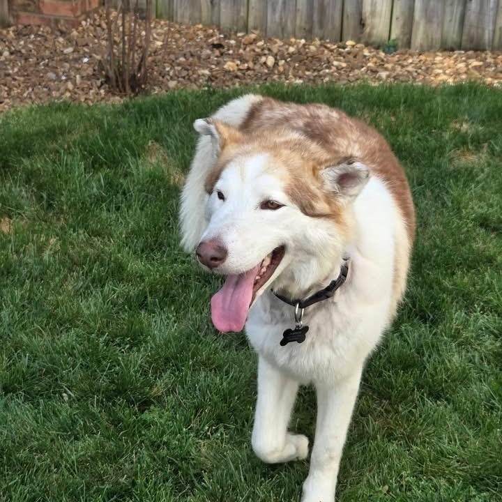 Enlarge Timber, a ADOPTABLE mixed breed in Brentwood, TN image 3/3