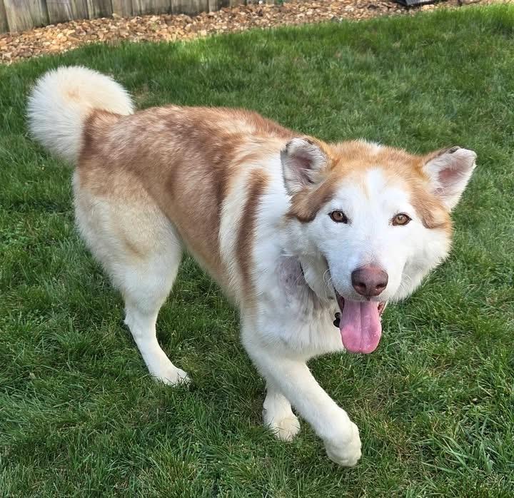 Enlarge Timber, a ADOPTABLE mixed breed in Brentwood, TN image 2/3