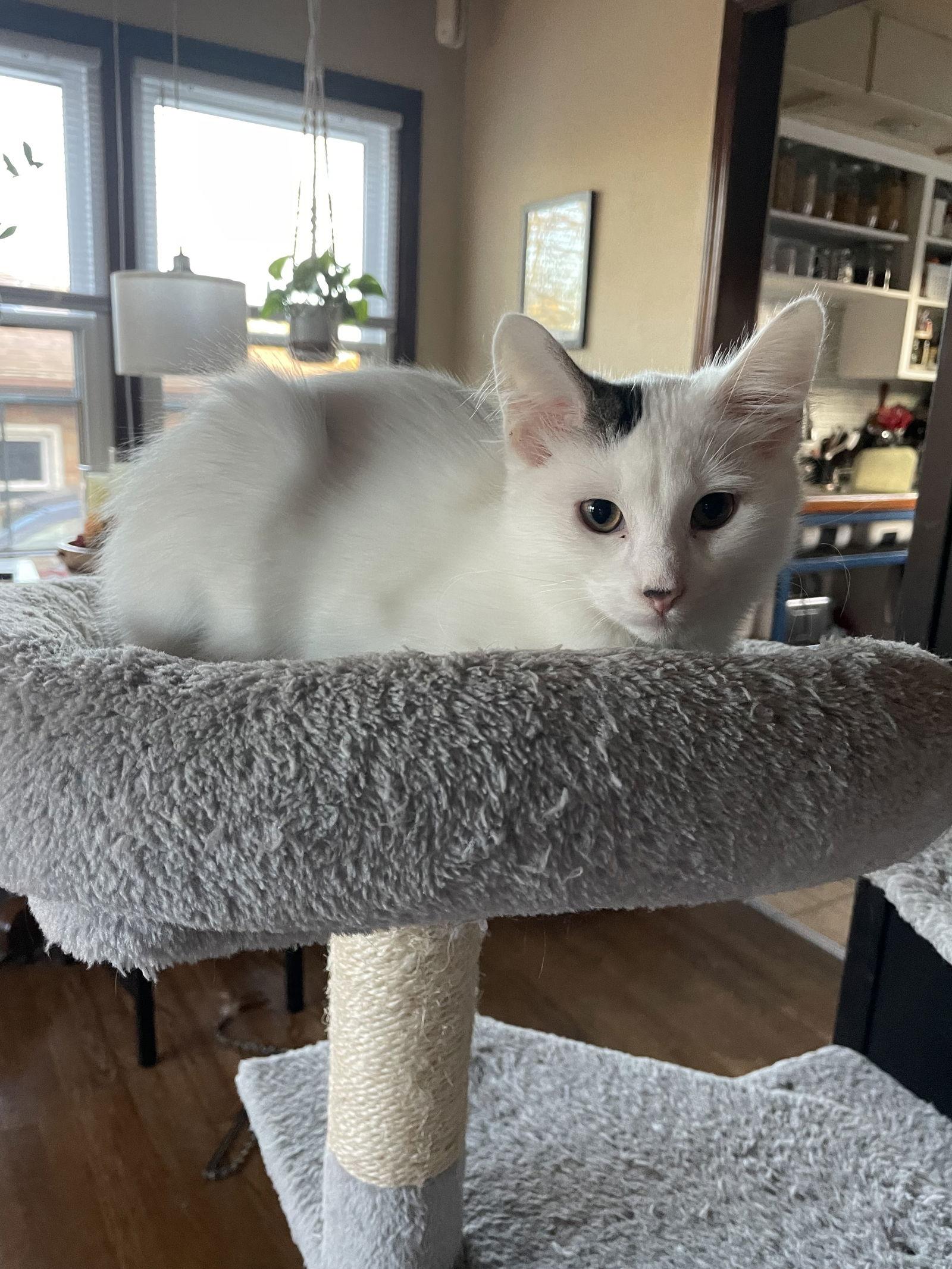 Enlarge Yuki, a Adoptable Domestic Medium Hair in Island Lake, IL image 2/3