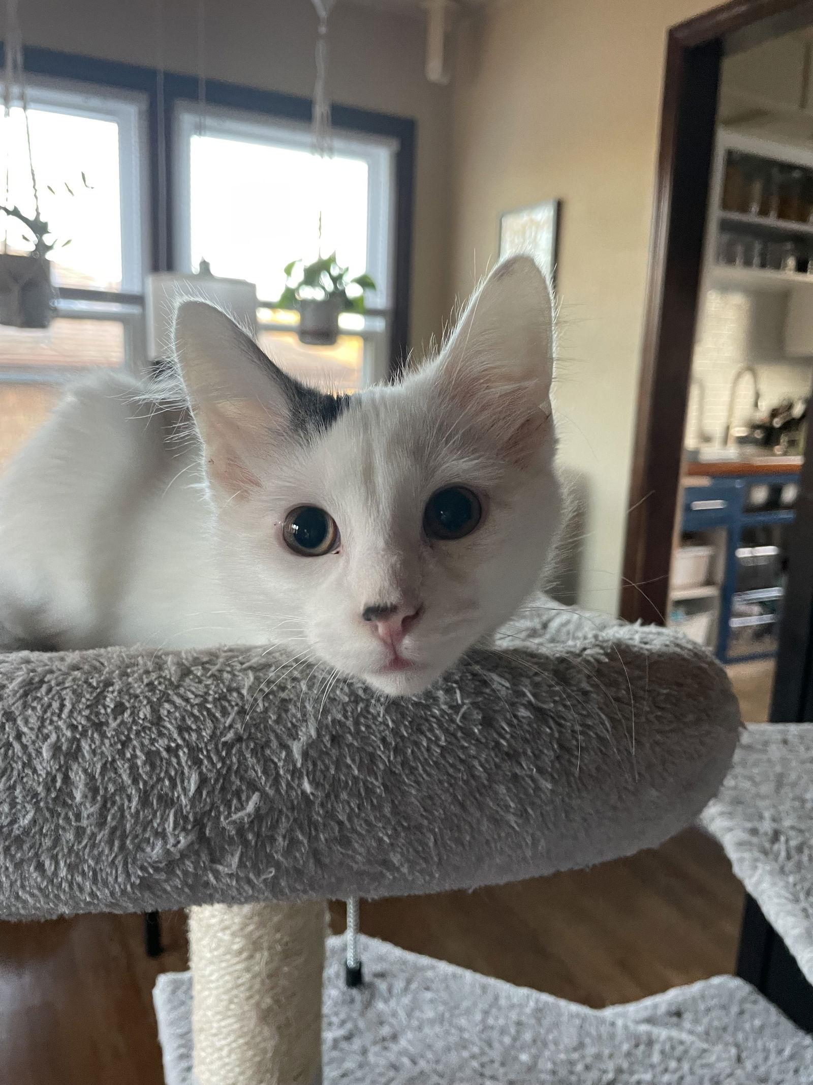 Enlarge Yuki, a Adoptable Domestic Medium Hair in Island Lake, IL image 3/3