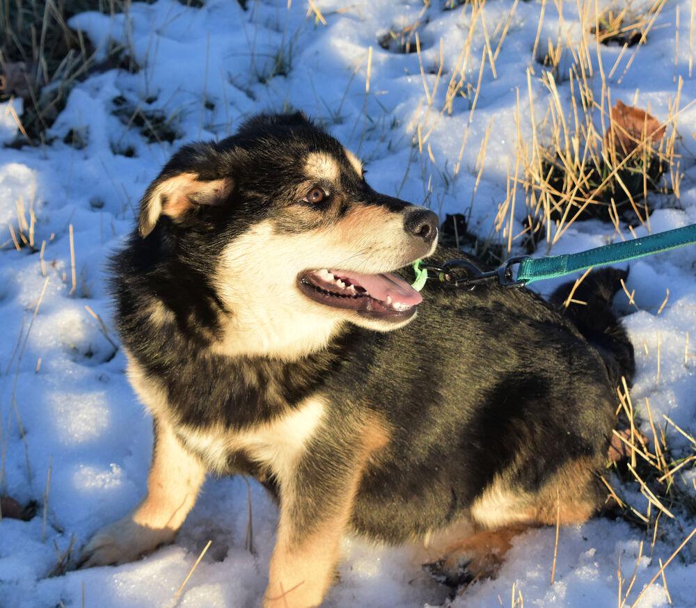 Teddy, a Adoptable mixed breed in Dodson, MT image 2/6