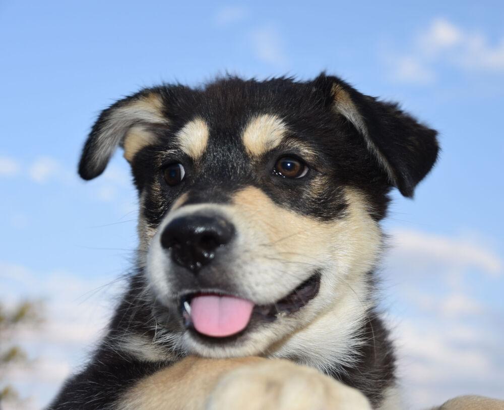 Teddy, a Adoptable mixed breed in Dodson, MT image 5/6