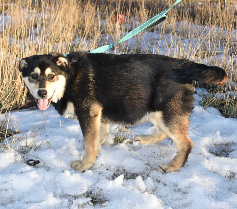 Teddy, a Adoptable mixed breed in Dodson, MT image 6/6