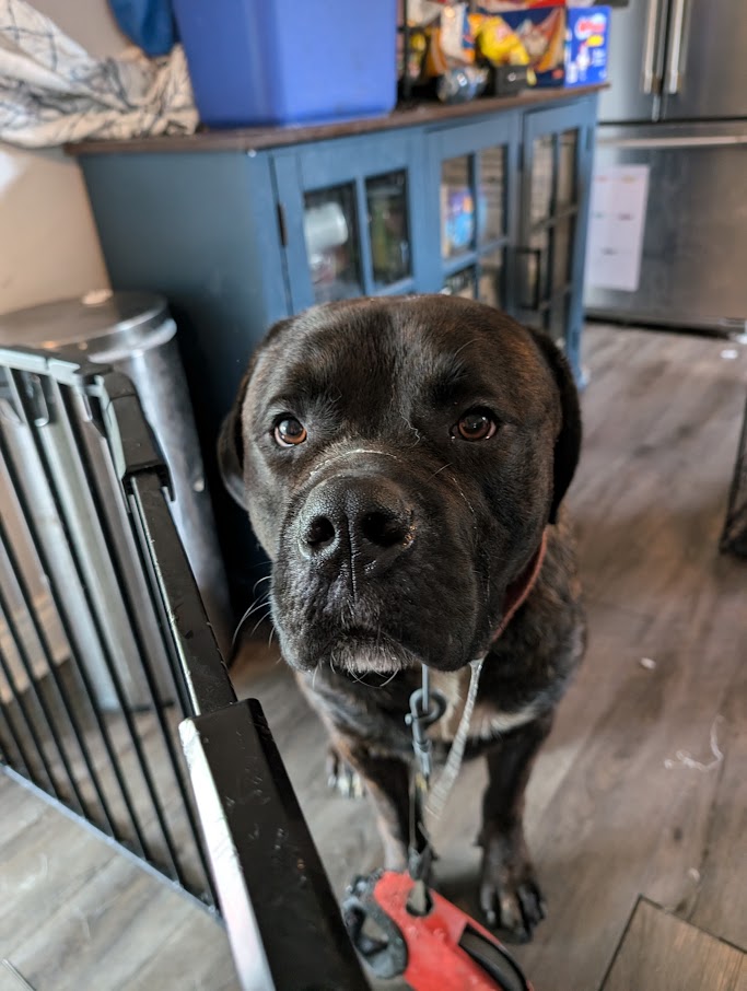 Gunner, a Adopted mixed breed in London, ON image 4/6