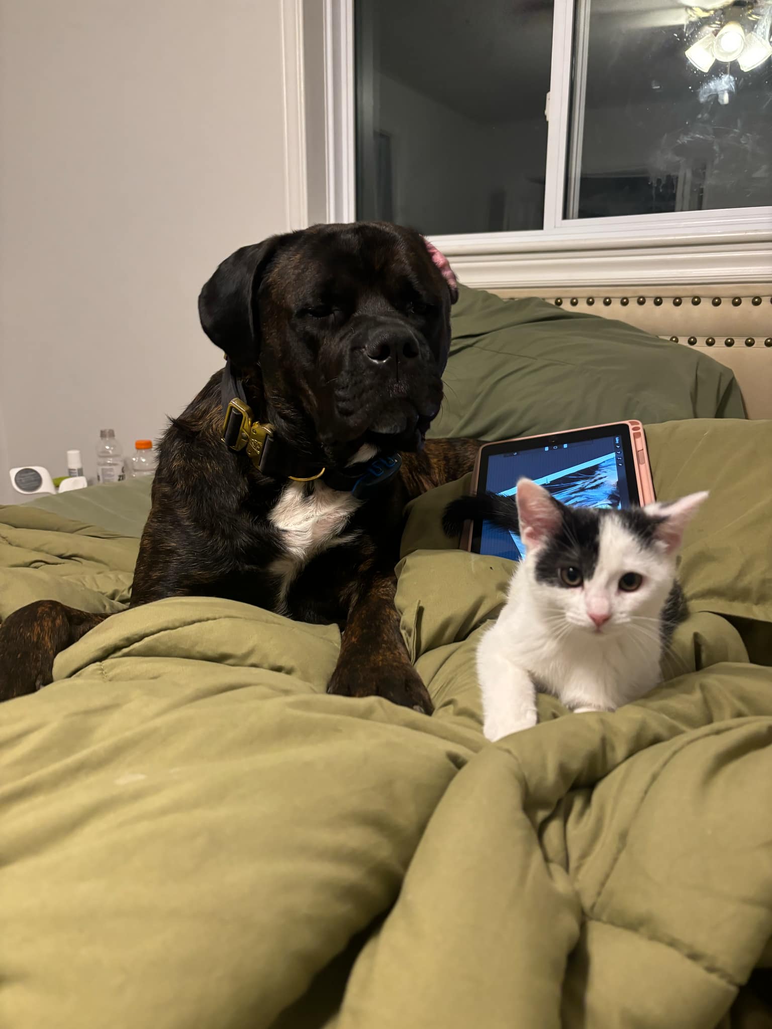 Gunner, a Adopted mixed breed in London, ON image 5/6