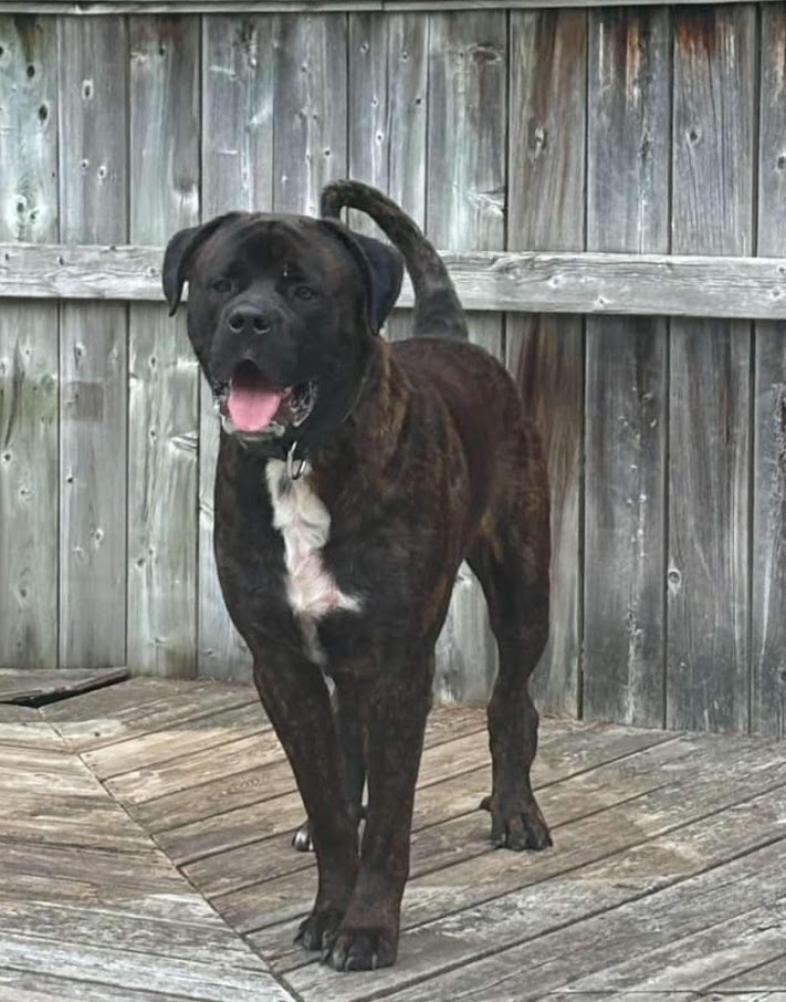 Gunner, a Adopted mixed breed in London, ON image 6/6