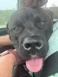 Gunner, a Adopted mixed breed in London, ON image 3/6