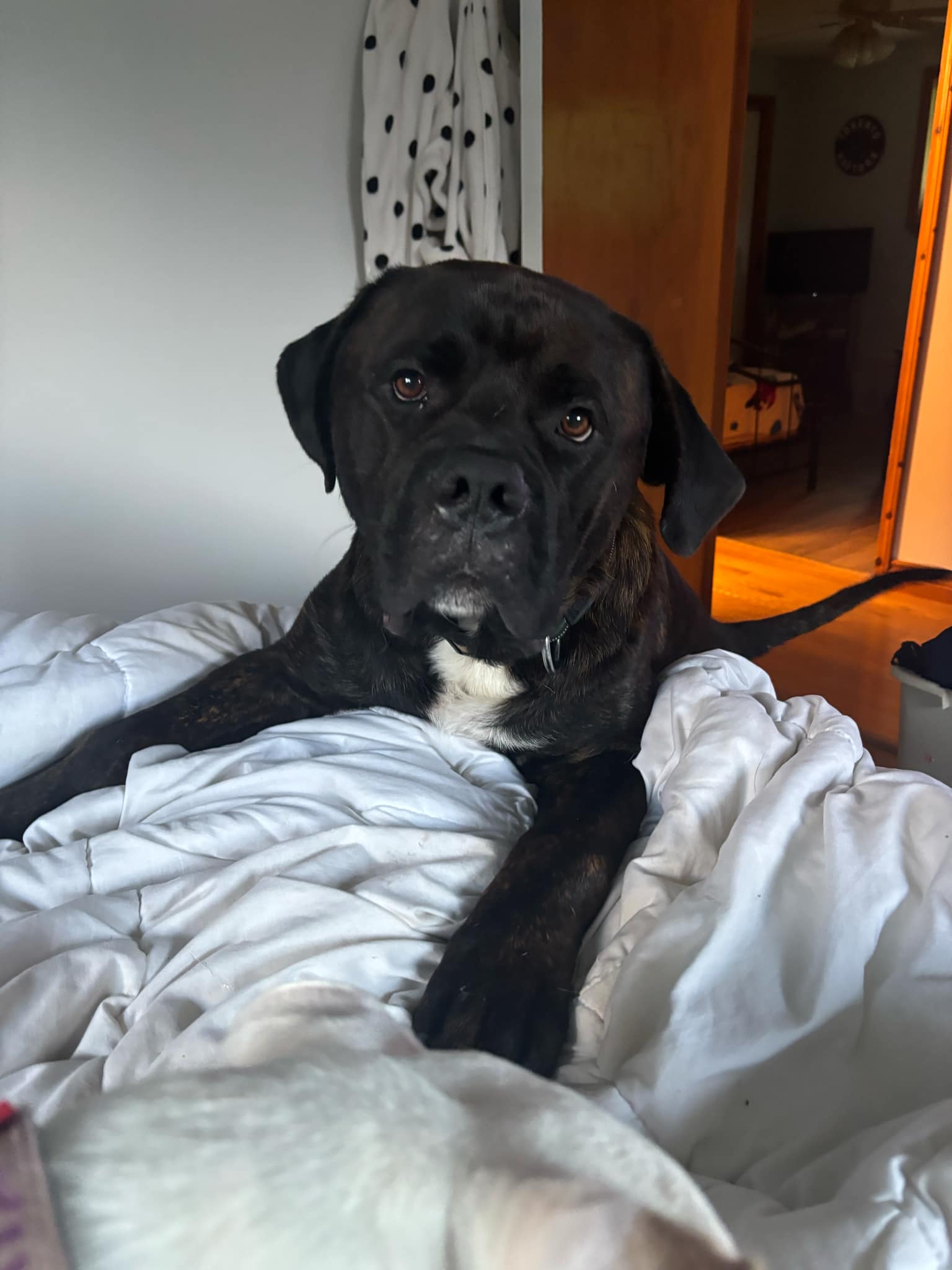 Gunner, a Adopted mixed breed in London, ON image 2/6