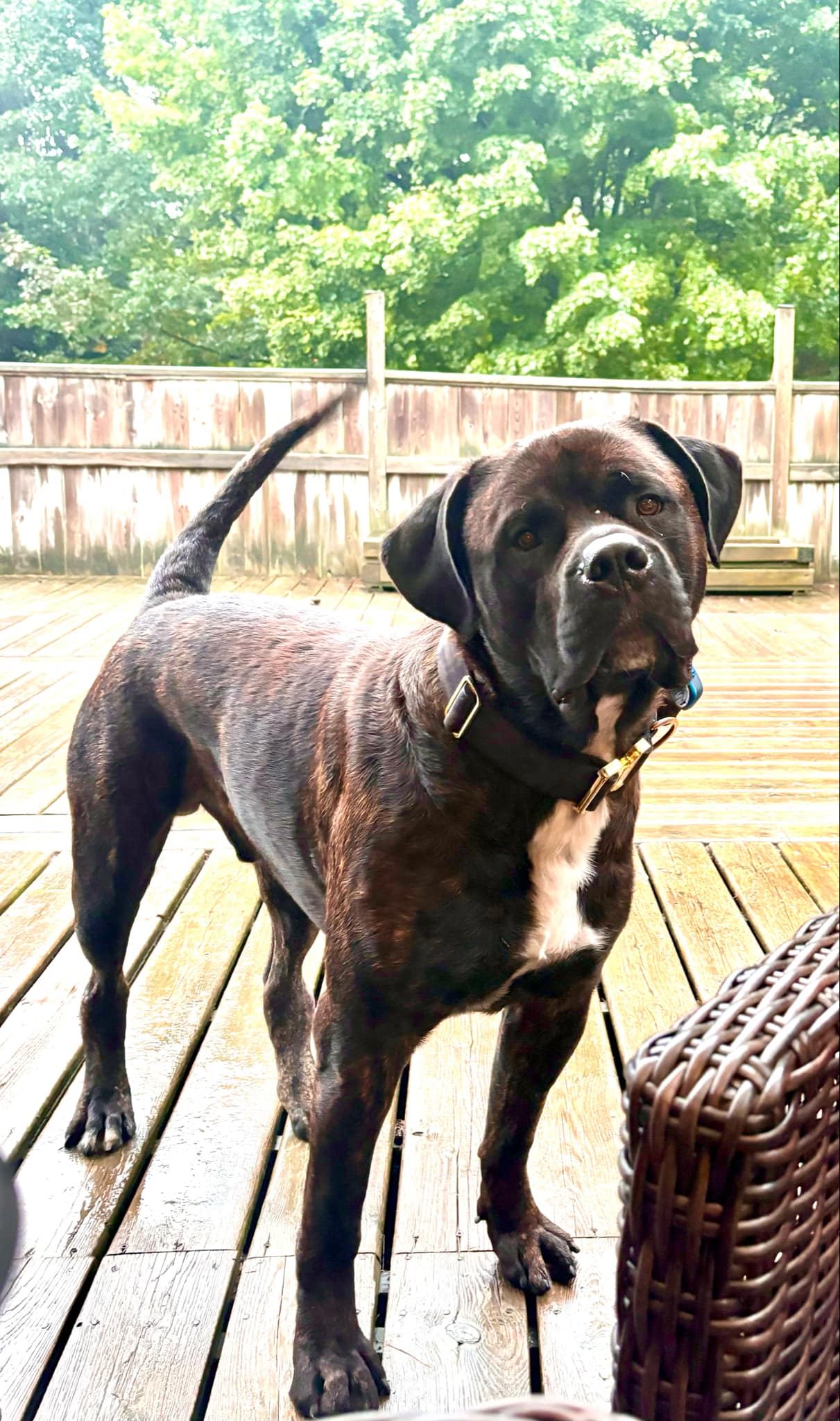 Gunner, a Adopted mixed breed in London, ON image 1/6
