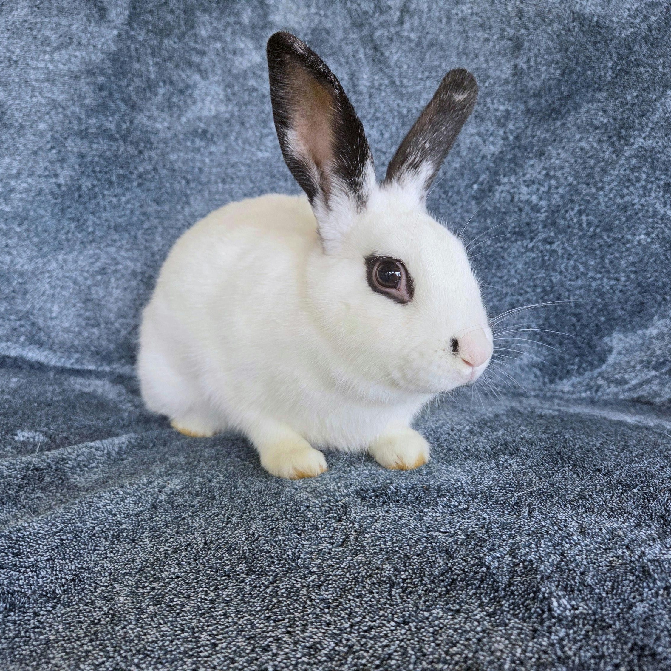 Marbles, Adoptable, Young Male Bunny Rabbit.