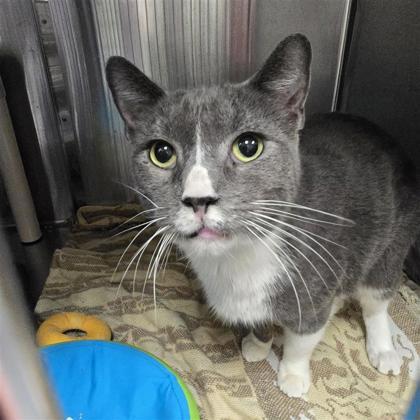 Enlarge Pipsqueak, a Adoptable Domestic Short Hair in Dallas, TX image 1/1