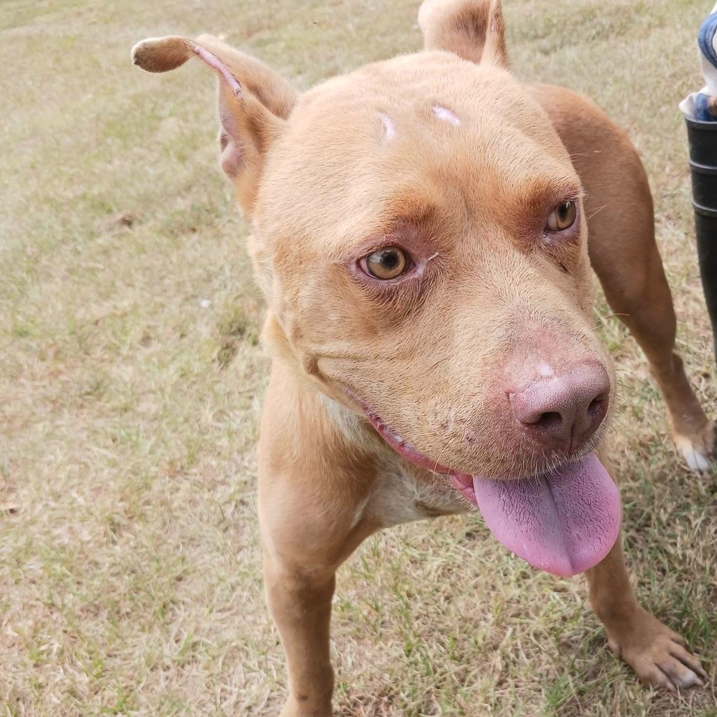Charlie, Adoptable, Adult Male English Bulldog.