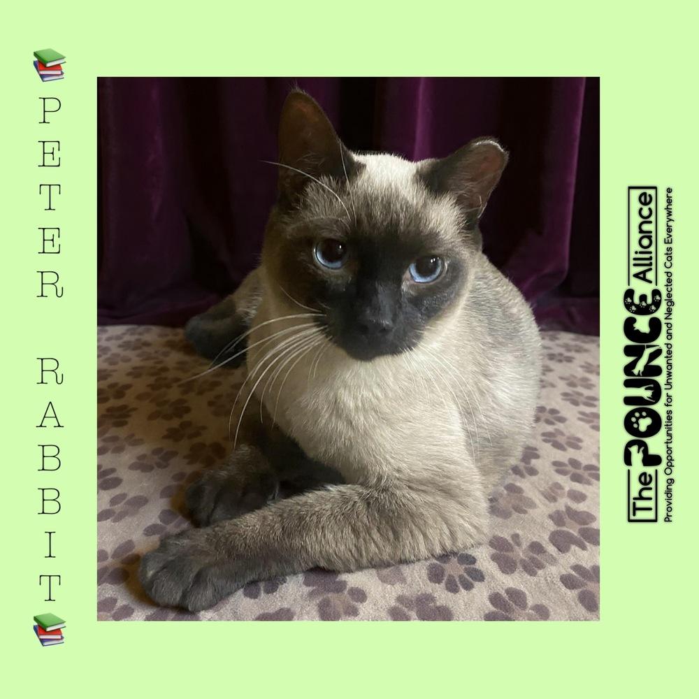 Peter Rabbit, Adoptable, Young Male Domestic Short Hair.