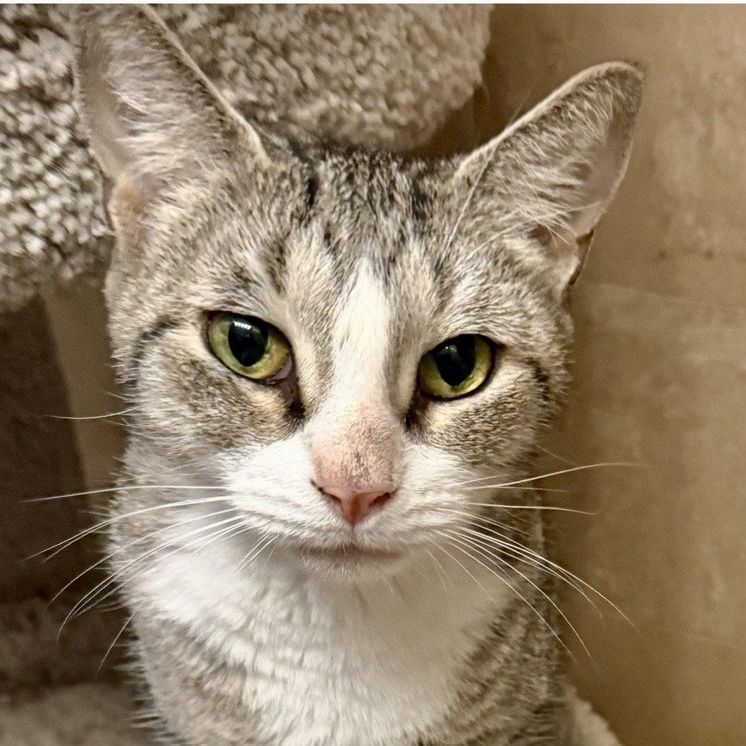 Lima Bean, Adoptable, Young Female Tabby.