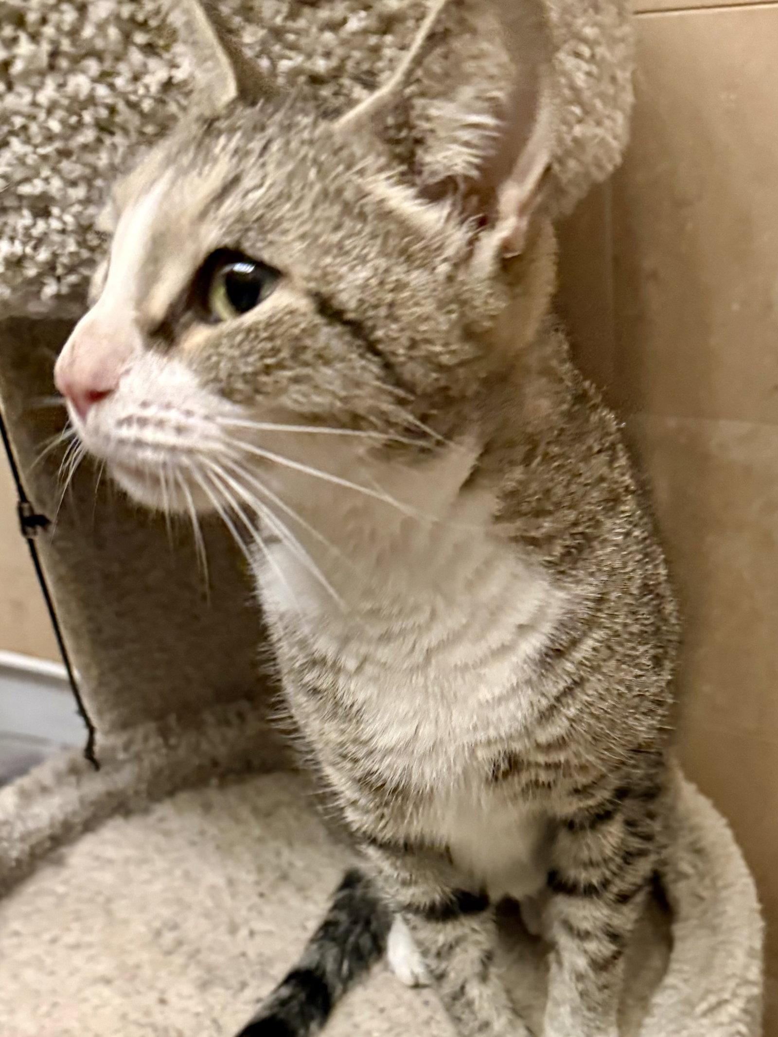 Enlarge Lima Bean, a Adoptable Tabby in Flushing, NY image 2/3