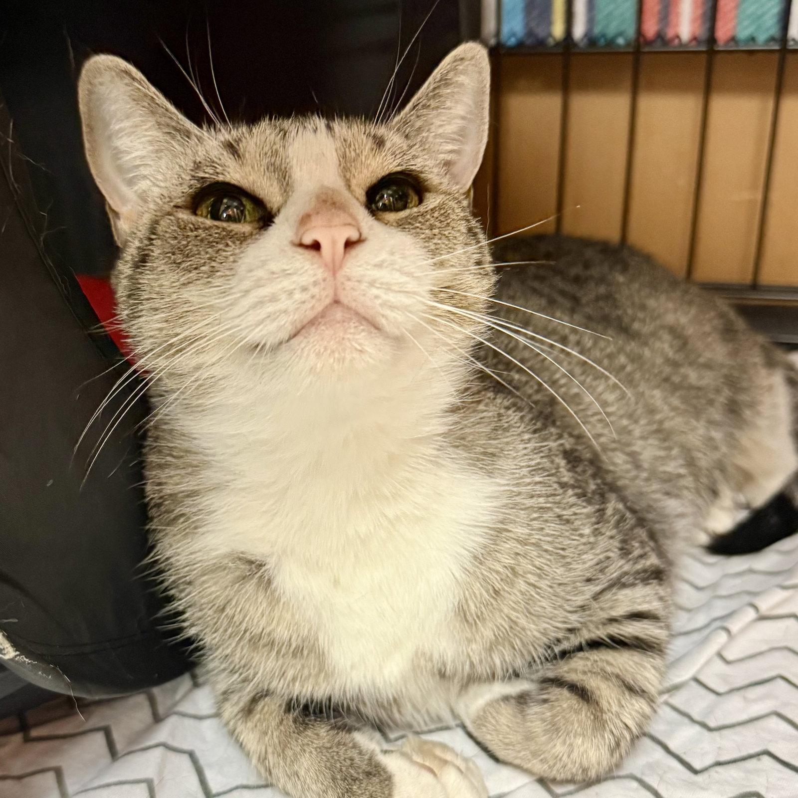 Enlarge Lima Bean, a Adoptable Tabby in Flushing, NY image 3/3